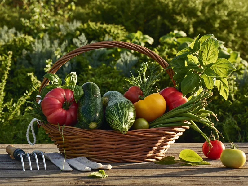 Cesto di vimini con zucchine, pomodori, fagiolini e basilico appena raccolti